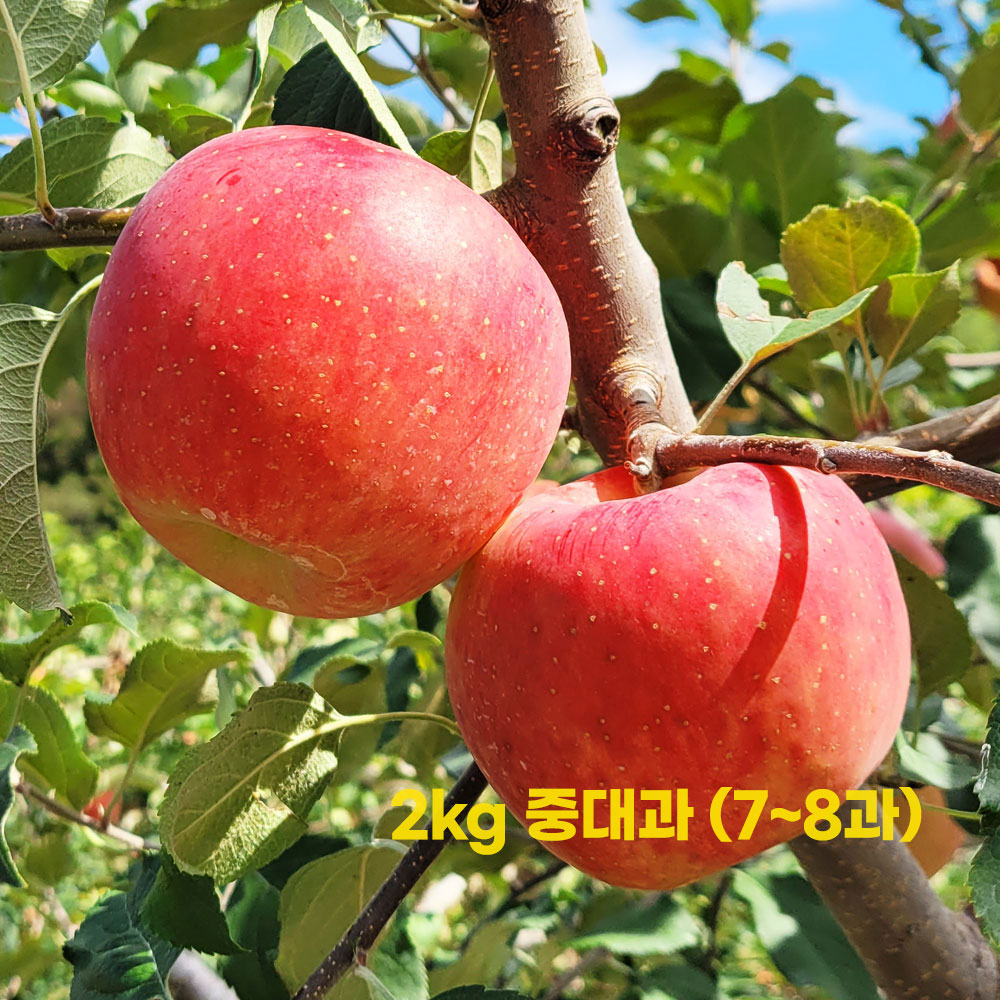 굿앤팜 경북 부사 보조개 사과 2kg 중대과 (7~8과)