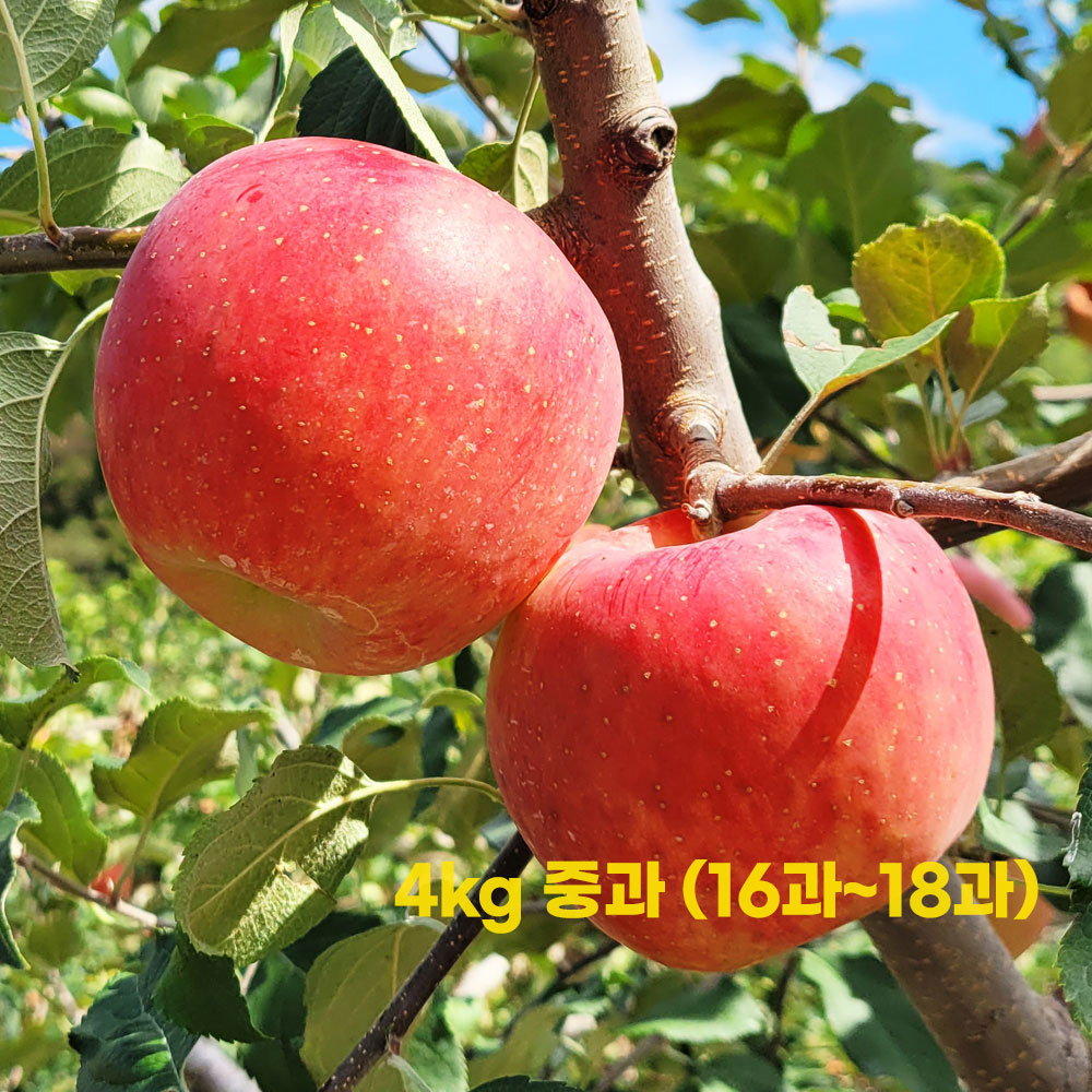굿앤팜 경북 부사 보조개 사과 4kg 중과 (16과~18과)