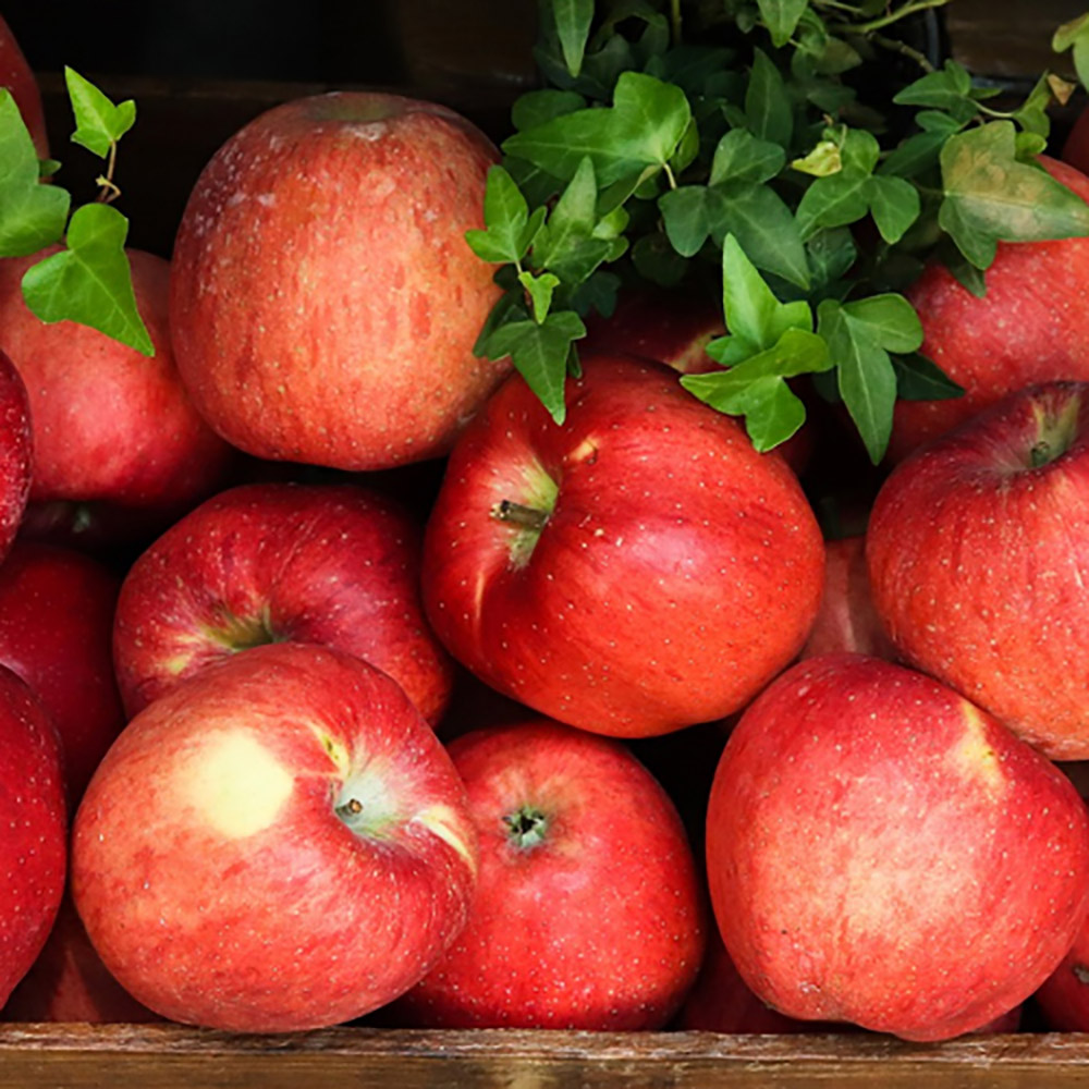 정품 부사 꿀 사과 중과 (로얄) (6-9과) 3kg