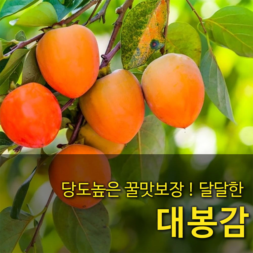 [국산과일] 꿀처럼 달콤한 국내산 대봉감 35과내외 10kg