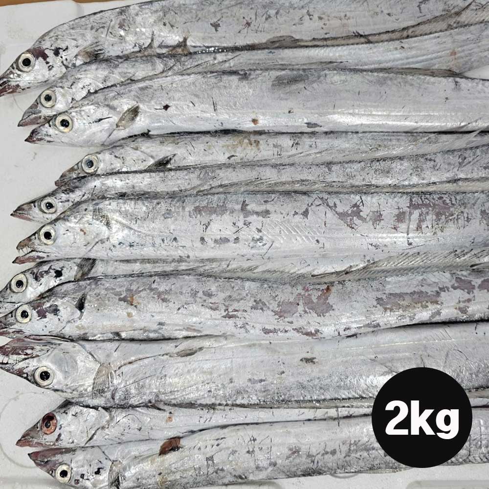 목포 먹갈치 2kg(10미내외)