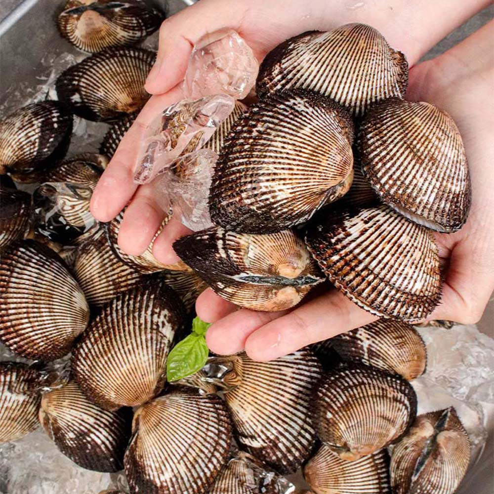 남해안 통영피꼬막 2kg (50미 내외)